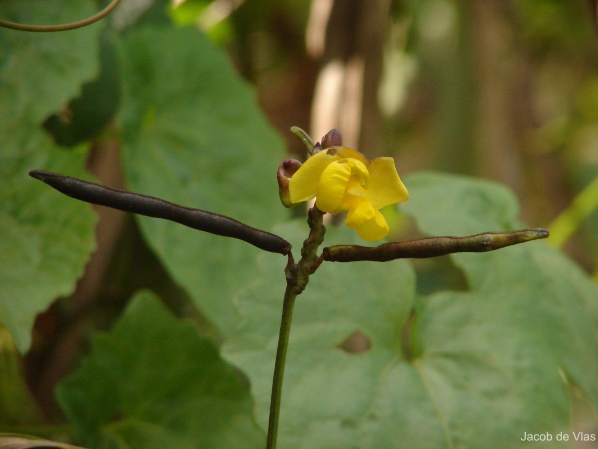 Vigna umbellata (Thunb.) Ohwi & H.Ohashi